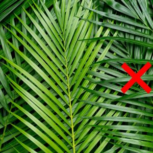 Las hojas de palma no son adecuadas para las biotrituradoras
