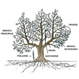dibujo-árbol-olivo-con-nombres-de-estructura