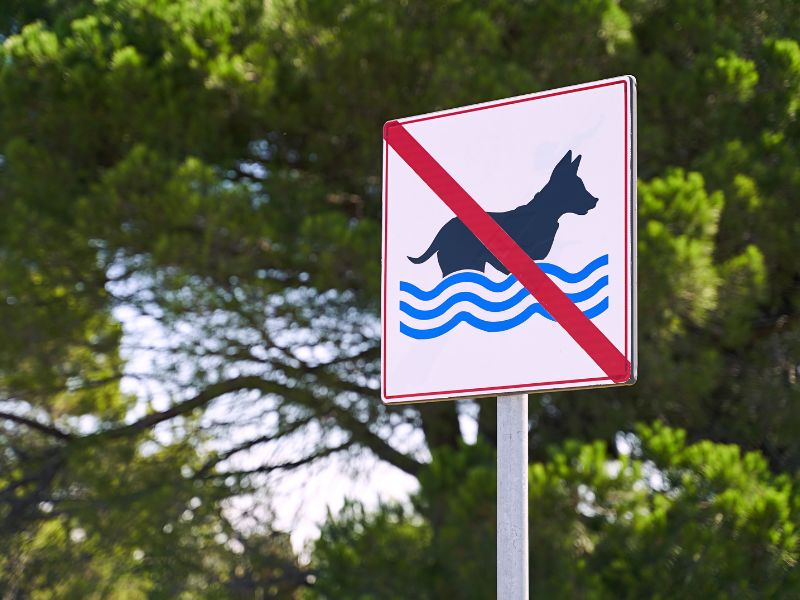 Mejor no dejar que los animales se bañen en piscinas desmontables